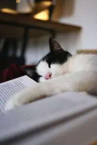 Cat sleeping next to book