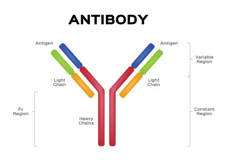 A diagram of an antibody molecule showing its structure with labeled parts, including antigens, light chains, heavy chains, variable region, and Fc region.