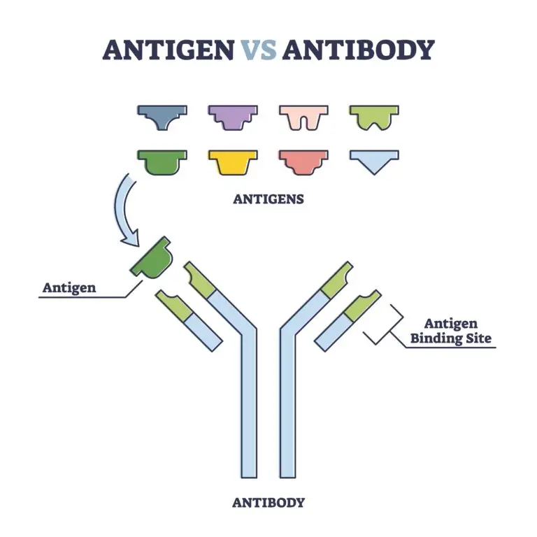 A graphic showing antigen and antibody interaction, with multiple antigens above and one antigen fitting into the binding site of an antibody.