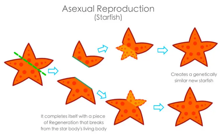 Illustration of asexual reproduction in starfish showing the process of regeneration from a partial starfish to a full starfish