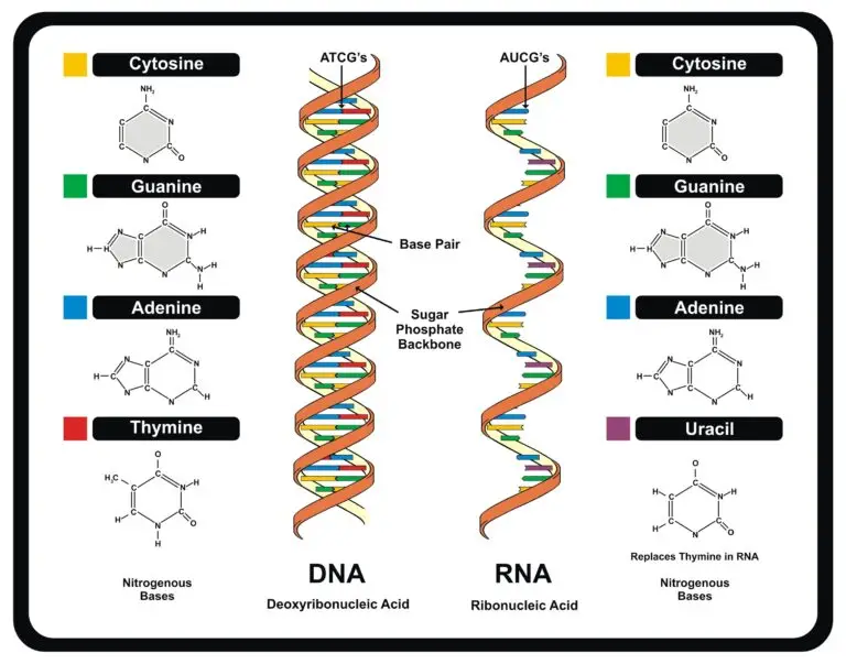 A comparison of DNA and RNA structures, showing the chemical structures of their respective nitrogenous bases and the double helix of DNA with the Base Pair labeled.