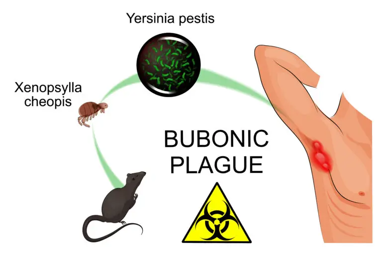 The transmission cycle of the bubonic plague (Black Death), showing a flea, a rat, the bacterium Yersinia pestis, and an infected human limb.