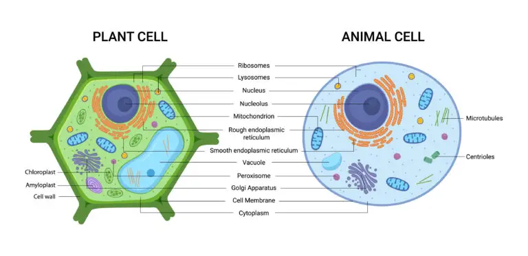 A comparative illustration showing the internal structure of a plant and animal cell with labeled organelles.