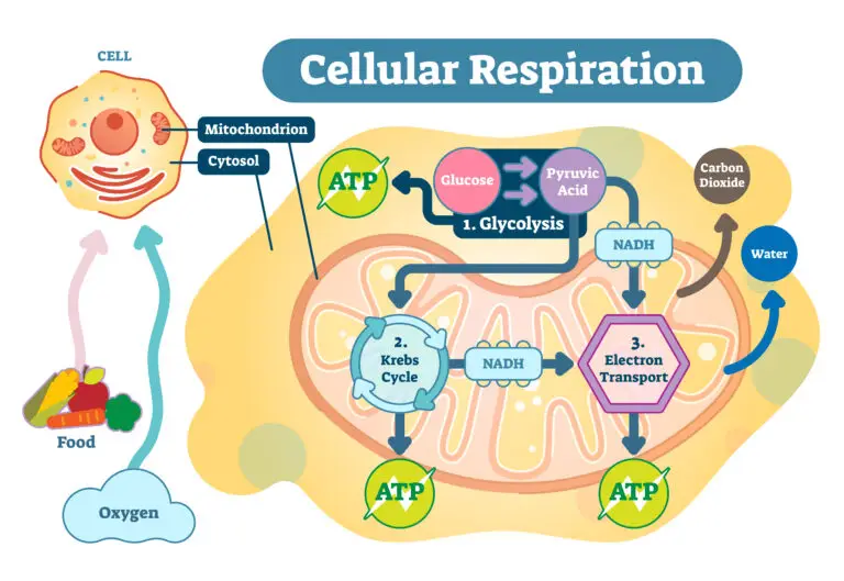 Diagram of cellular respiration showing the conversion of glucose to ATP within a cell, highlighting glycolysis, Krebs cycle, and electron transport chain.