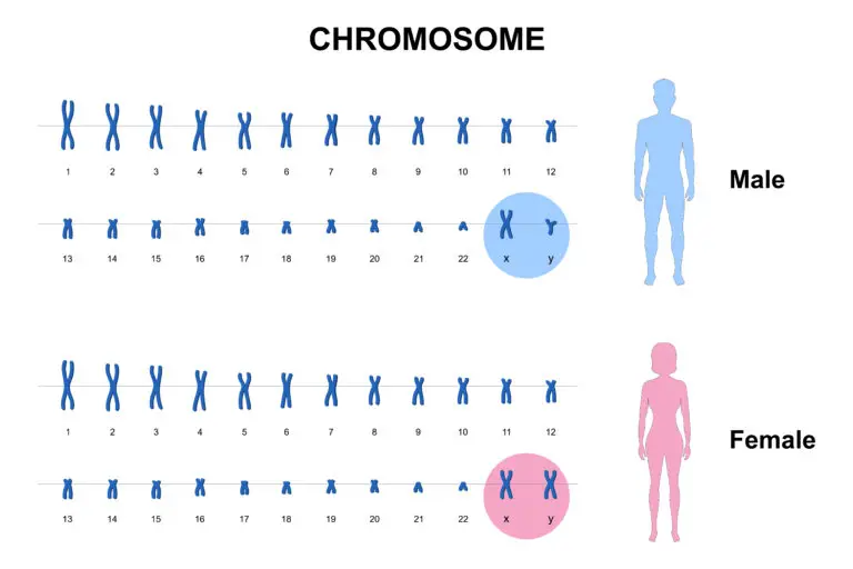 A diagram showing two sets of human chromosomes, one male with an XY chromosome pair and one female with an XX chromosome pair, each beside a silhouette of a human body indicating gender.