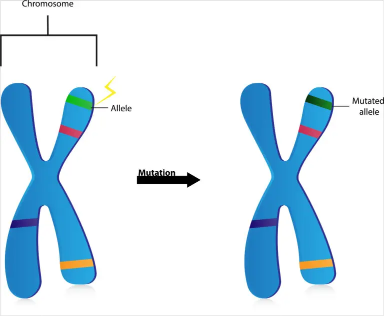 A diagram showing a chromosome before and after a mutation resulting in an altered allele.