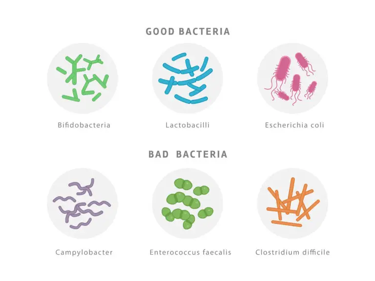 Illustration of good and bad bacteria, including Bifidobacteria, Lactobacilli, Escherichia coli, Campylobacter, Enterococcus faecalis, and Clostridium difficile.