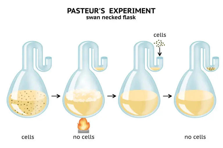 Graphic representation of Pasteur's experiment showing a sequence of four swan-necked flasks to demonstrate biogenesis.