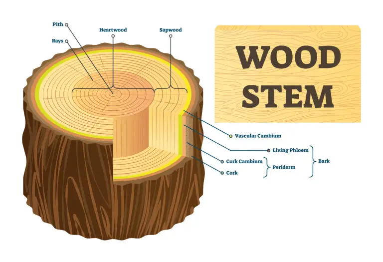 Diagram of a cross-section of a tree trunk showing different layers from pith to bark and a detailed structure of wood stem including cambium layers.