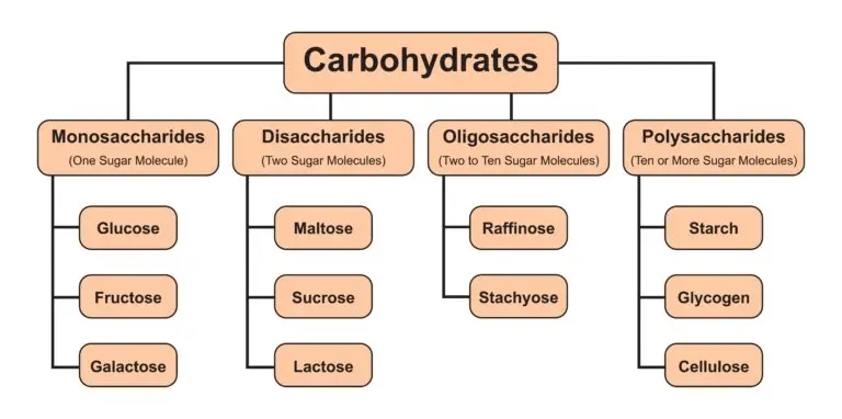 A diagram illustrating the classification of carbohydrates into four categories: monosaccharides, disaccharides, oligosaccharides, and polysaccharides. Examples include glucose, maltose, raffinose, and starch.