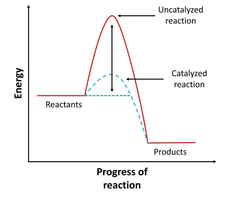 A graph comparing uncatalyzed and catalyzed reactions, showing energy on the vertical axis and progress of reaction on the horizontal axis. The uncatalyzed reaction has a higher energy peak than the catalyzed reaction.