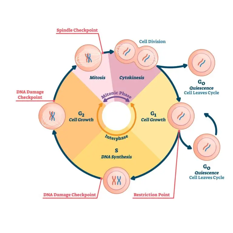 Illustration of the cell cycle with different phases including Interphase, Mitosis, Cytokinesis, and checkpoints.