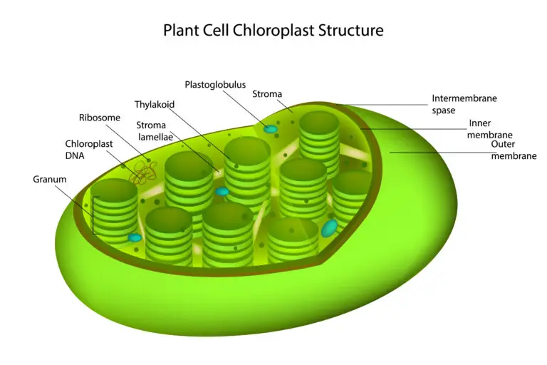 Illustration of a plant cell chloroplast structure highlighting various components such as the outer membrane, inner membrane, stroma, granum, thylakoid, and chloroplast DNA.