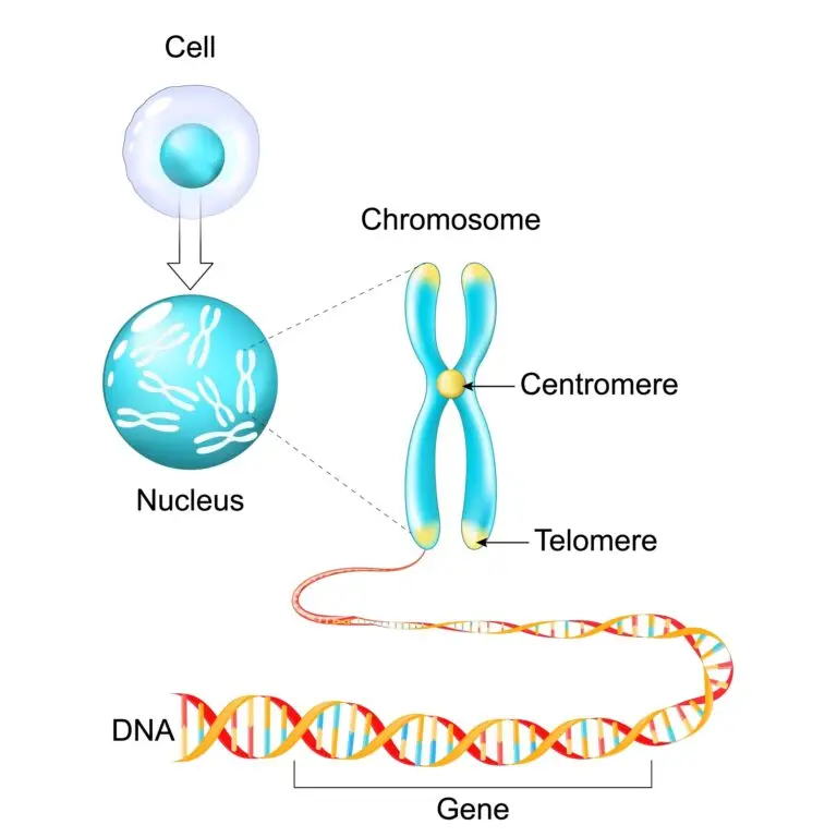 Illustration of a cell with a zoomed-in view of a nucleus, a chromosome highlighting the centromere and telomere, and a segment of DNA with a labeled gene.