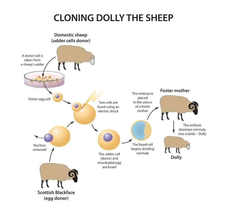 Diagram illustrating the cloning process of Dolly the Sheep, showing steps from donor cell extraction to embryo development in a foster mother.