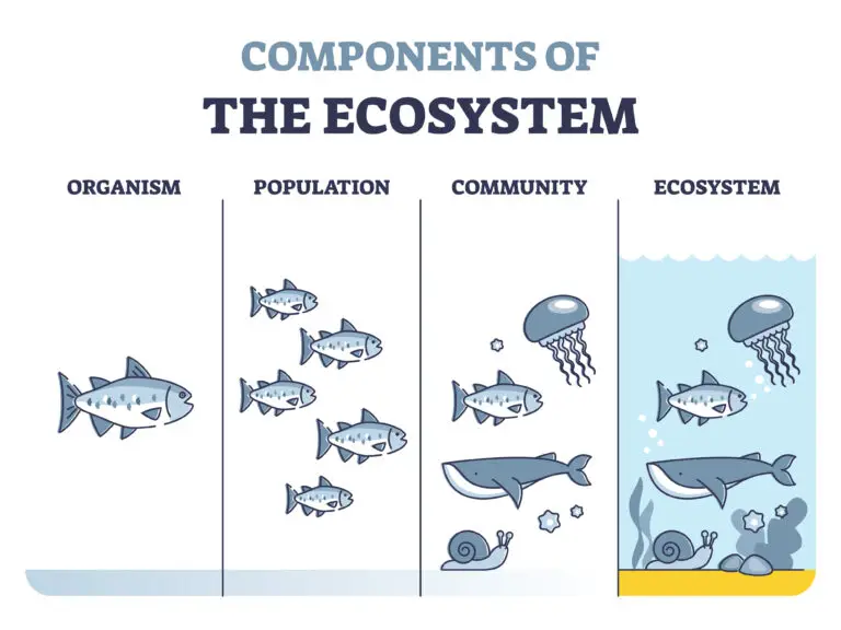 Illustration showing levels of biological organization within an ecosystem, ranging from an individual organism, a population, a community, to the entire ecosystem.