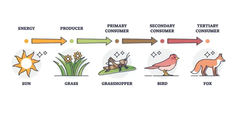 Diagram illustrating the flow of energy through different levels of consumers in an ecosystem, from the sun to the tertiary consumer.