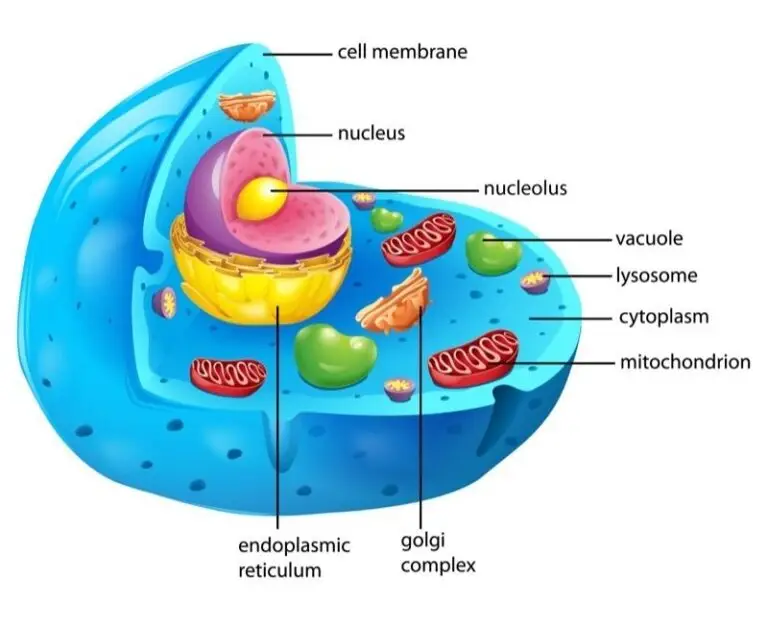 Illustration of an animal cell structure with labels for the cell membrane, nucleus, nucleolus, vacuole, lysosome, cytoplasm, mitochondrion, endoplasmic reticulum, and Golgi complex.