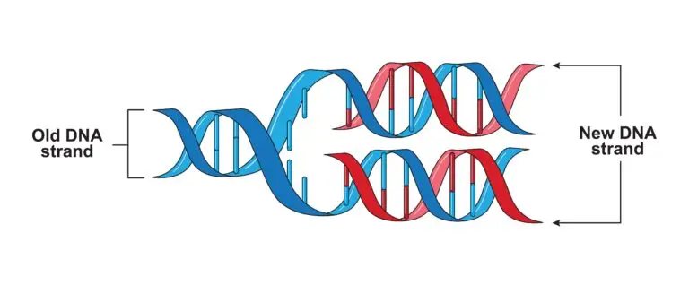 A detailed diagram of DNA replication, showing strands of DNA with one strand labeled as 'Old DNA strand' and the newly synthesized strand labeled as 'New DNA strand'.