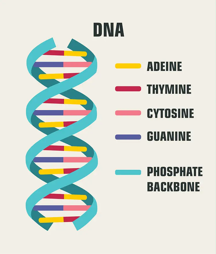 Illustration of a DNA double helix with color-coded bases and labels for adenine, thymine, cytosine, guanine, and the phosphate backbone.