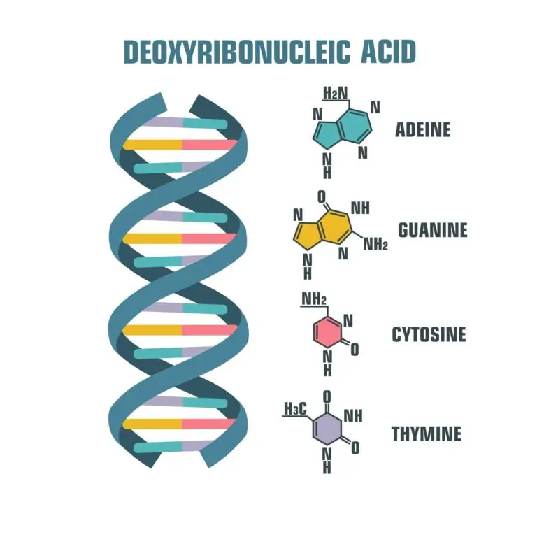 Diagram showing the structure of DNA with a double helix and the four nucleotides: adenine, guanine, cytosine, and thymine.