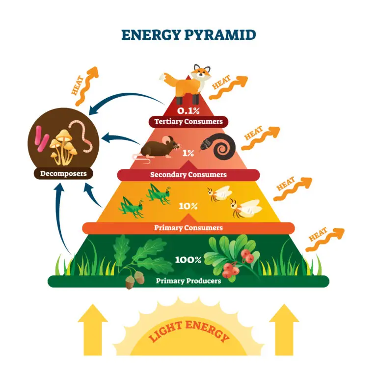 Illustration of an energy pyramid showing different trophic levels with a section labeled "Decomposers" featuring fungi and a worm, indicating their role in breaking down organic material.