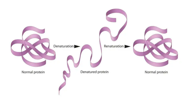 Diagram showing a purple ribbon representing a normal protein, which then unravels into a denatured protein, and finally refolds back into a normal protein, demonstrating denaturation and renaturation processes.