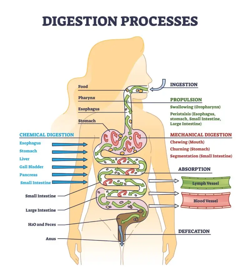 Illustration of the human digestive system with labeled organs and processes including ingestion, propulsion, mechanical and chemical digestion, absorption, and defecation.