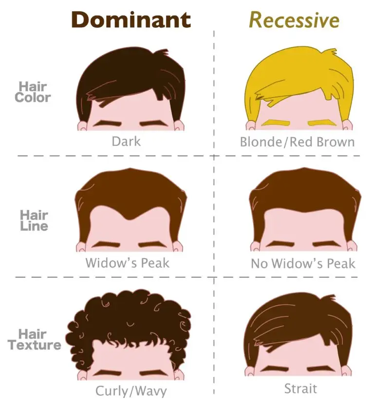 Illustration contrasting dominant and recessive genetic traits in hair. The left side labeled "Dominant" shows dark hair color, a widow's peak hairline, and curly/wavy hair texture. The right side labeled "Recessive" displays blonde/red-brown hair color, no widow's peak, and straight hair texture.