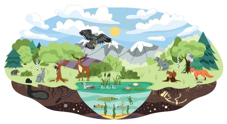 Colorful illustration of a diverse ecosystem including various animals, plants, and a pond within a forest landscape.