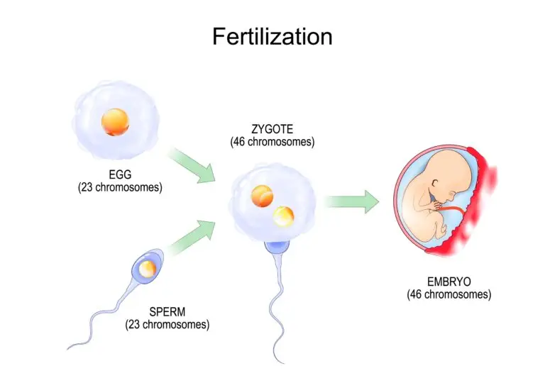 Illustrative diagram of fertilization process showing an egg cell and a sperm cell, each with 23 chromosomes, merging to form a zygote which then develops into an embryo with 46 chromosomes.