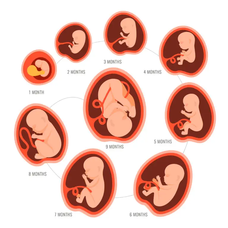 Illustrated growth stages of a human embryo from 1 to 9 months, showcasing developmental changes in the womb.