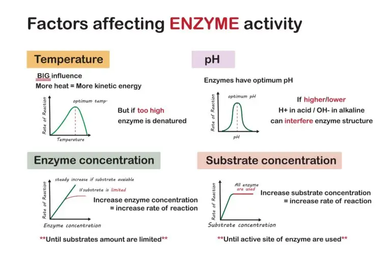 Educational diagram showing the factors affecting enzyme activity including temperature, pH, enzyme concentration, and substrate concentration.