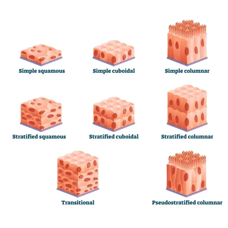 Illustration of eight types of epithelial tissue cells, labeled with their respective names.