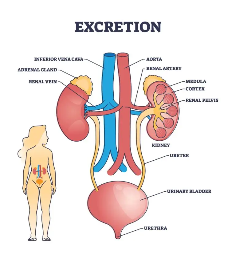 An anatomical diagram showing the human excretory system, including the kidneys, adrenal glands, ureters, urinary bladder, and urethra. A silhouette of a human figure highlights the location of these organs in the body.