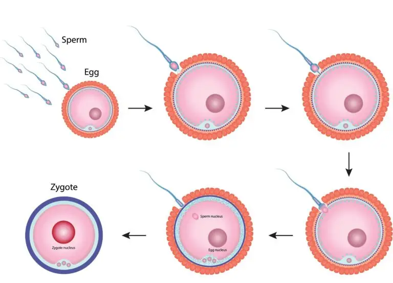 Diagram illustrating the process of fertilization with multiple sperms approaching an egg, one sperm entering the egg, and the formation of a zygote with a combined nucleus.