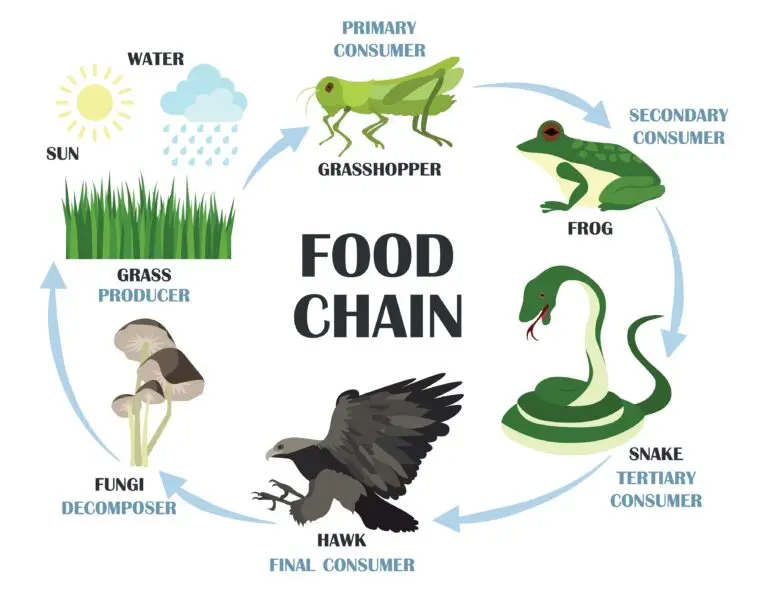 Illustration of a food chain, starting with the sun providing energy to grass, moving up through a grasshopper, frog, snake, and ending with a hawk as the final consumer, with fungi as a decomposer.