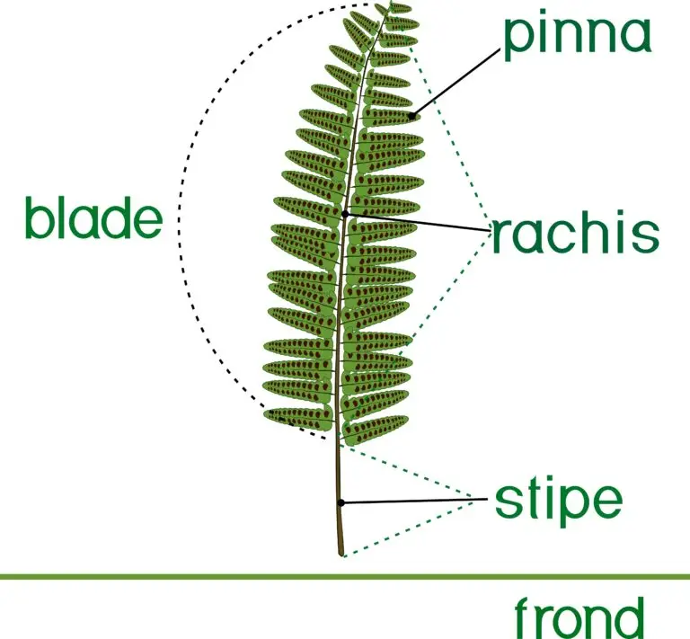 Diagram of a fern leaf, known as a frond, with labeled parts including the blade, pinna, rachis, and stipe.