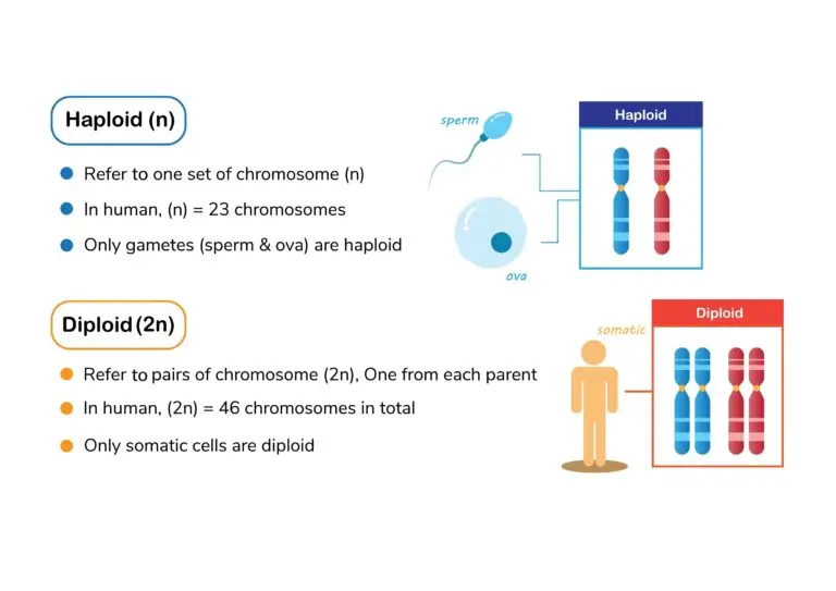 Diagram explaining haploid and diploid states, showcasing sperm and ova as haploid cells with 23 chromosomes each, and somatic cells as diploid with 46 chromosomes.