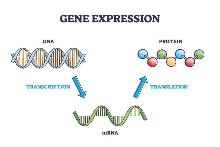 Illustration of gene expression process with DNA, mRNA, and protein showing transcription and translation steps.