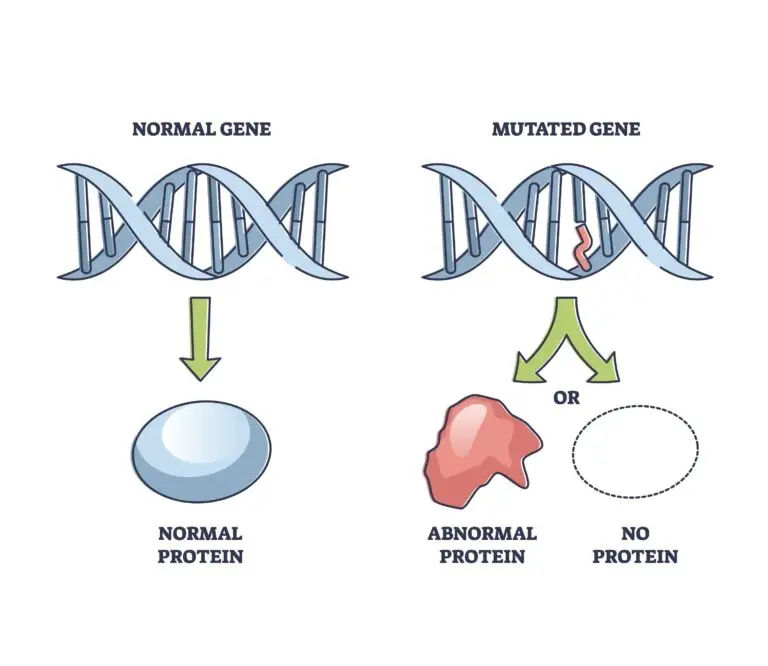 Diagram contrasting a normal gene with a double helix structure resulting in a round normal protein, against a mutated gene with a highlighted abnormal section leading to an irregular-shaped abnormal protein or no protein at all.