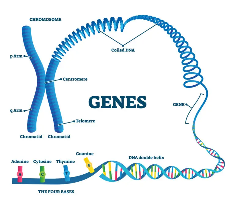 Illustration showing the structure of a chromosome with labeled parts and the unraveling of DNA to highlight a gene, alongside representations of the four DNA bases.