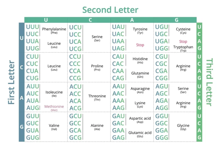 Chart showing the genetic code with codons consisting of three nucleotide letters and corresponding amino acids.