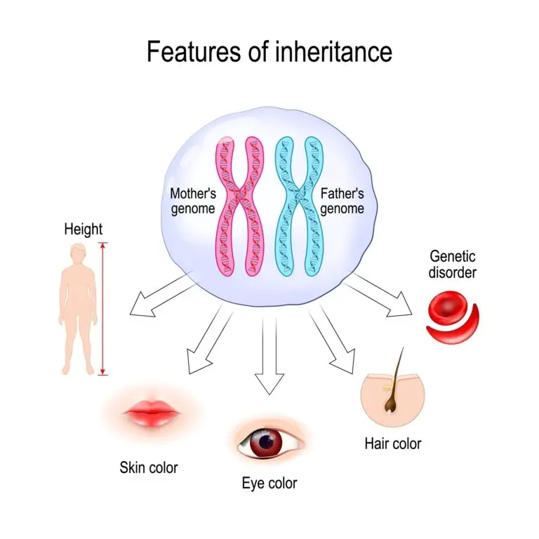 Diagram illustrating how the genotype, determined by the combination of the mother's and father's genomes, influences inherited features such as height, skin color, eye color, hair color, and predispositions to genetic disorders.