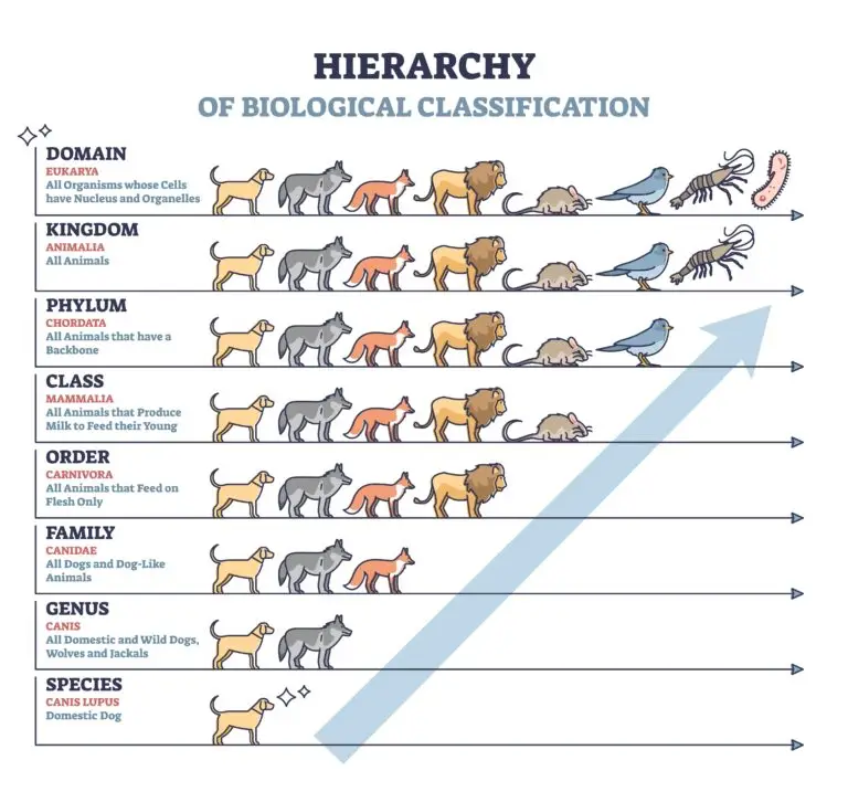 Diagram illustrating the hierarchy of biological classification from domain to species, with examples of animals at each level, culminating in the genus Canis.