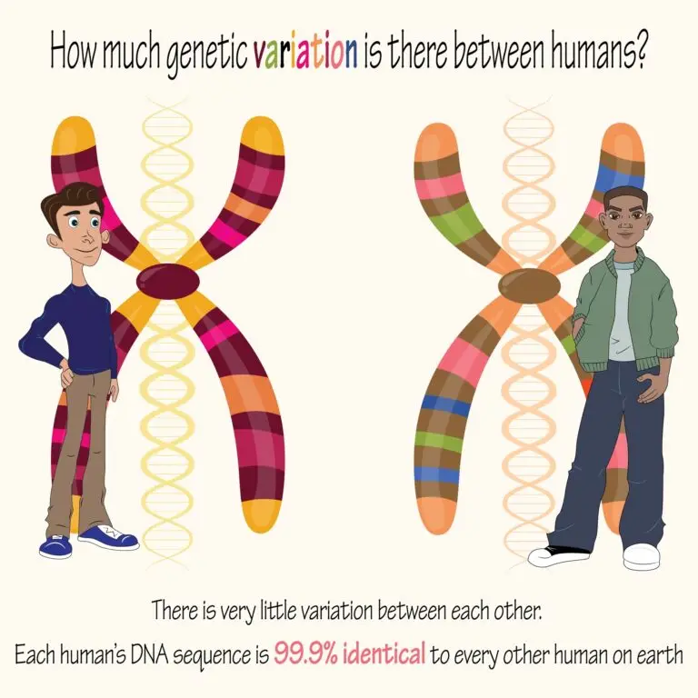 Illustration depicting two individuals next to large representations of chromosomes, with text highlighting the genetic variation among humans.