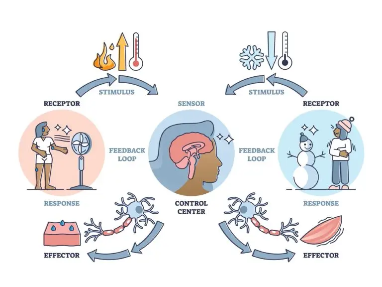 Diagram illustrating the concept of homeostasis through feedback loops involving receptors, control centers, and effectors responding to heat and cold stimuli.