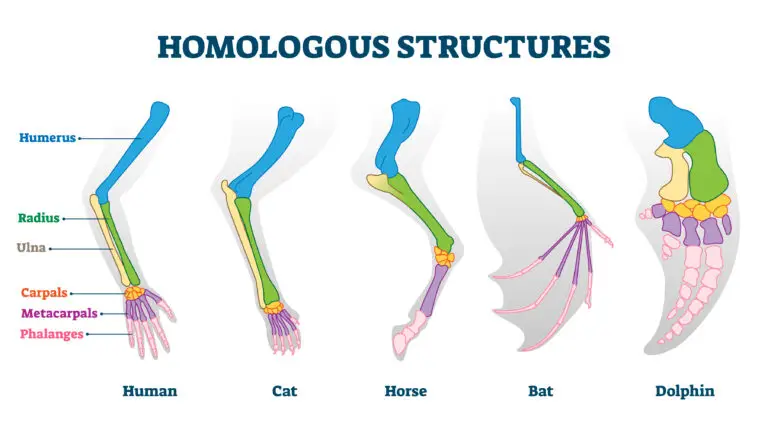 Illustration comparing the homologous structures of the forelimbs of different species: human, cat, horse, bat, and dolphin.