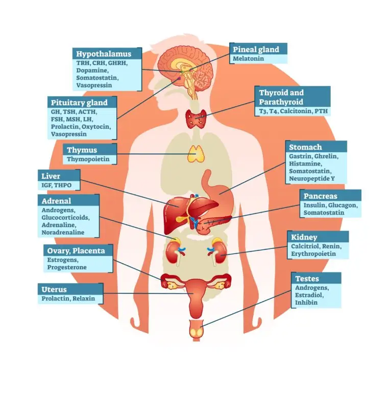 Illustration of the human endocrine system showcasing various glands and the hormones they produce.