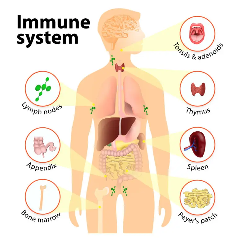 Illustration of the human immune system showing key components: brain, tonsils and adenoids, thymus, spleen, Peyer's patches, appendix, bone marrow, and lymph nodes.